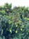 預購 高雄大樹 玉荷包3斤|5斤禮盒(大樹滿單 台南玉荷包近期發布預購)