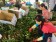 預購 高雄大樹 玉荷包3斤|5斤禮盒(大樹滿單 台南玉荷包近期發布預購)