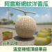 日本品種阿露斯洋香瓜禮盒 兩顆裝