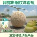日本品種阿露斯洋香瓜 單顆裝